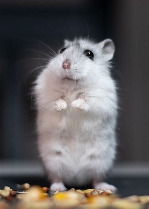 300+ Free Hamster & Nature Photos